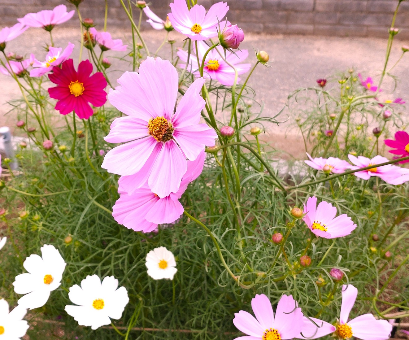 【わかやまぶらぶら】「和歌山県植物公園緑花センター」でコスモスが見頃を迎えつつあります！／岩出市